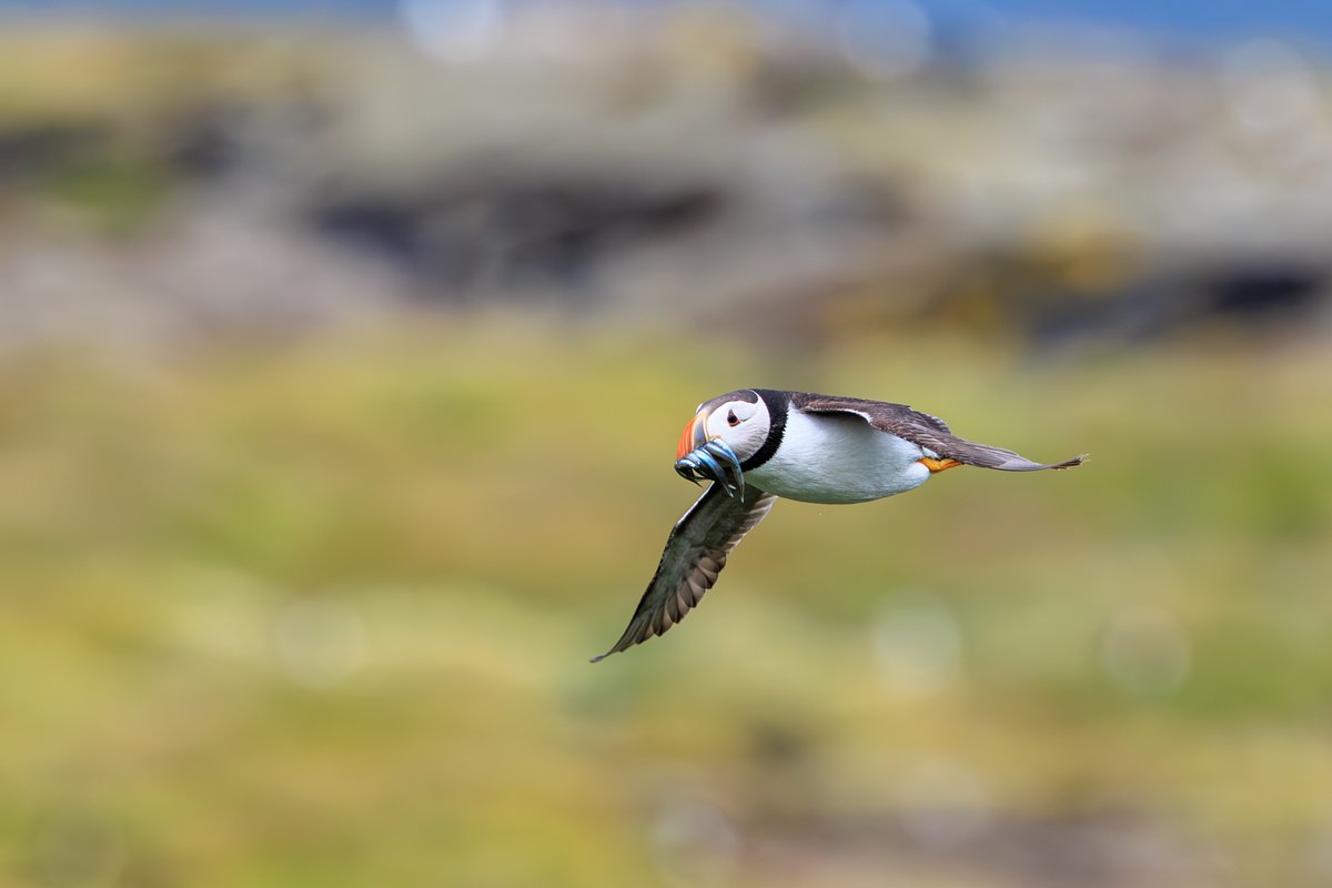 Atlantic Puffin
