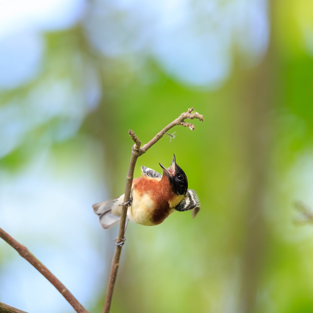 Bay-breasted Warbler