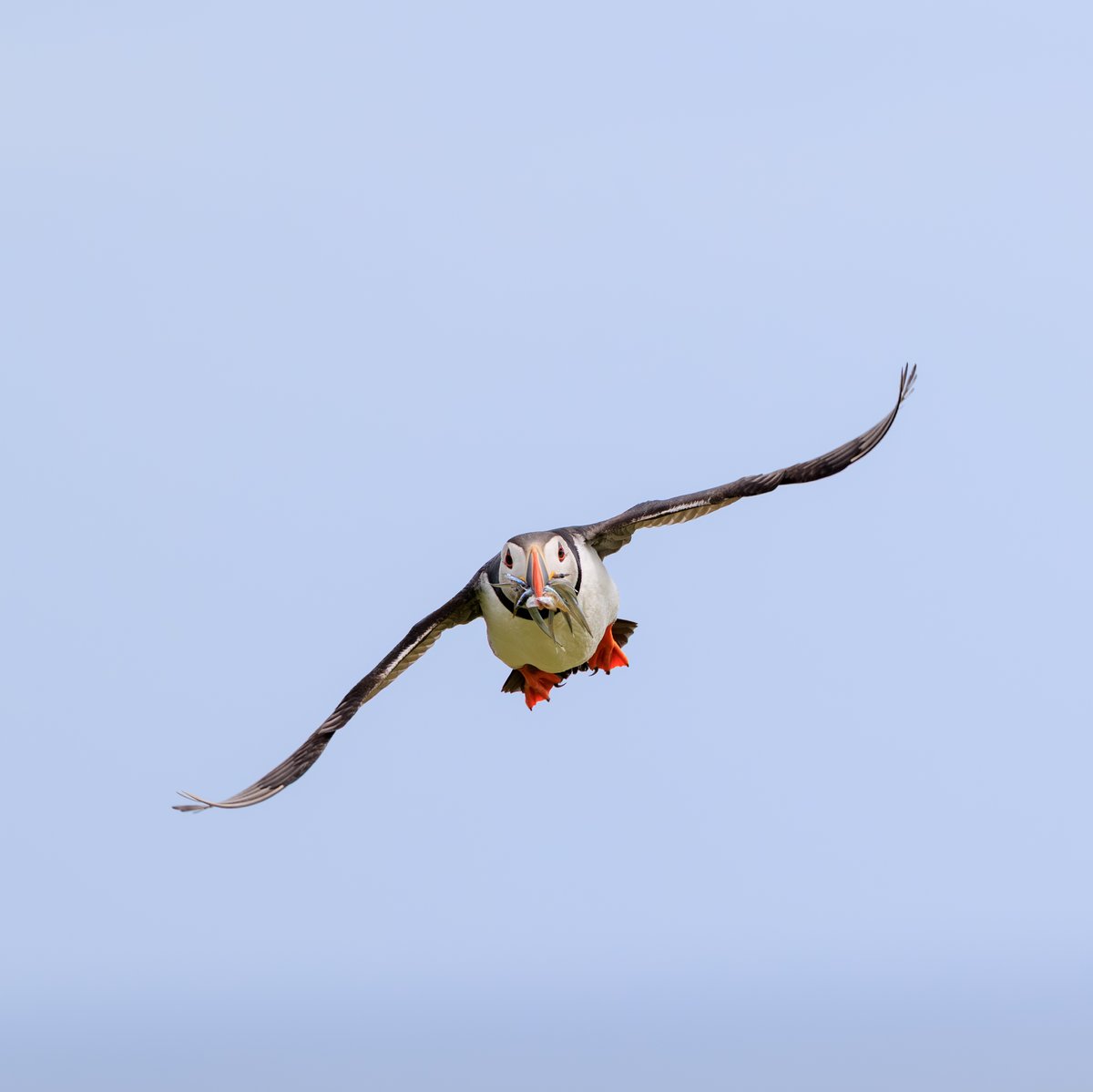Atlantic Puffin