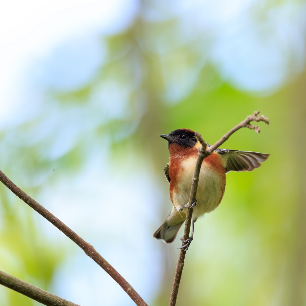 Bay-breasted Warbler