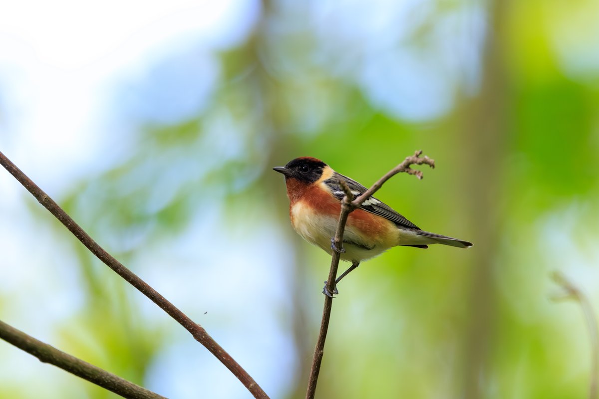 Bay-breasted Warbler
