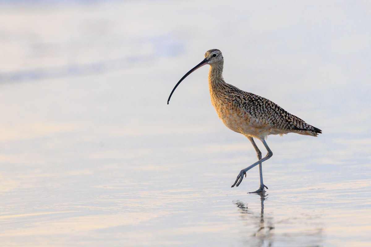 Long-billed Curlew