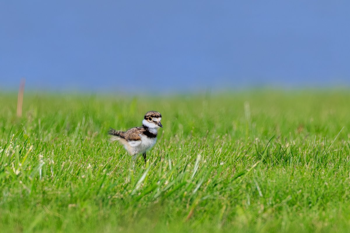 Killdeer