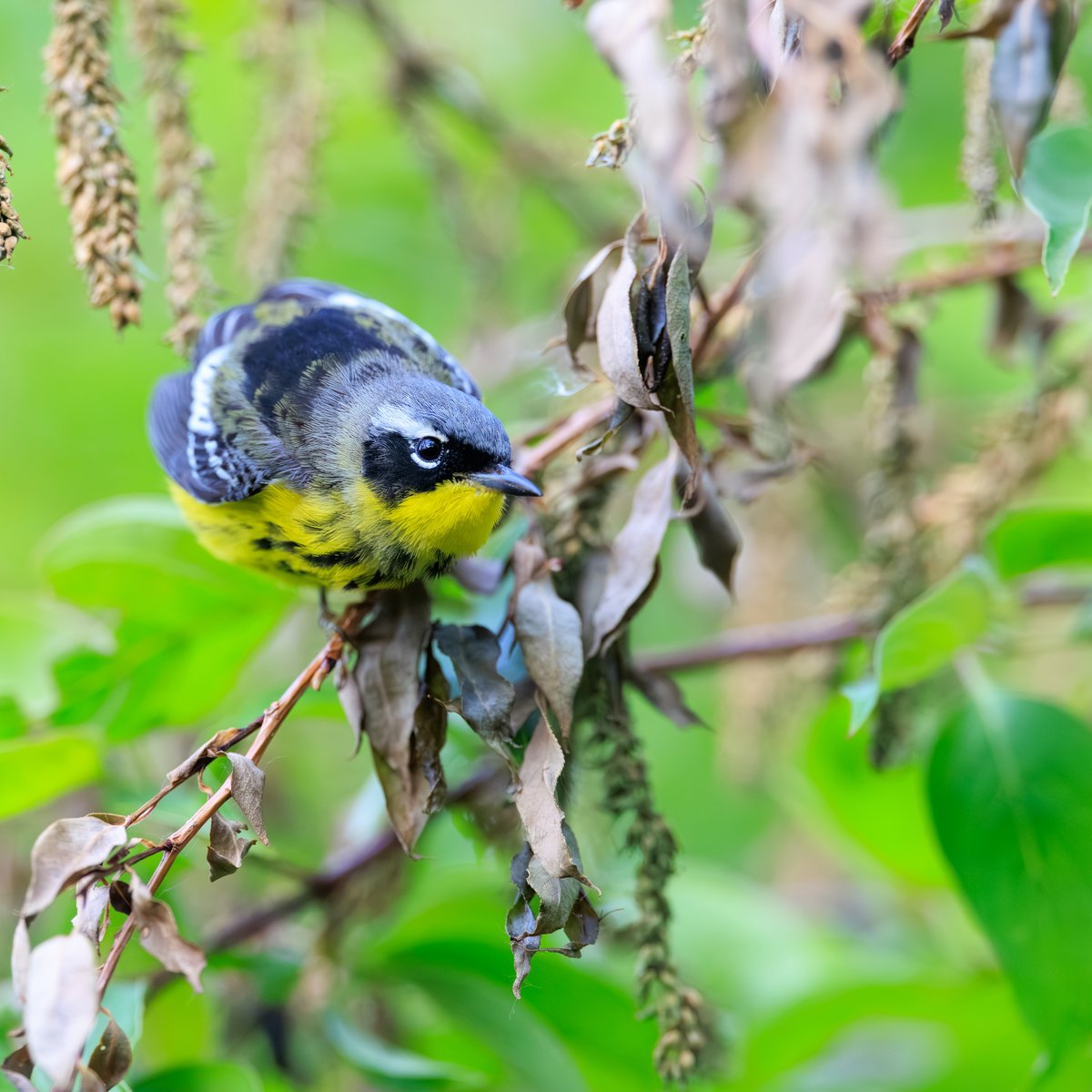Magnolia Warbler