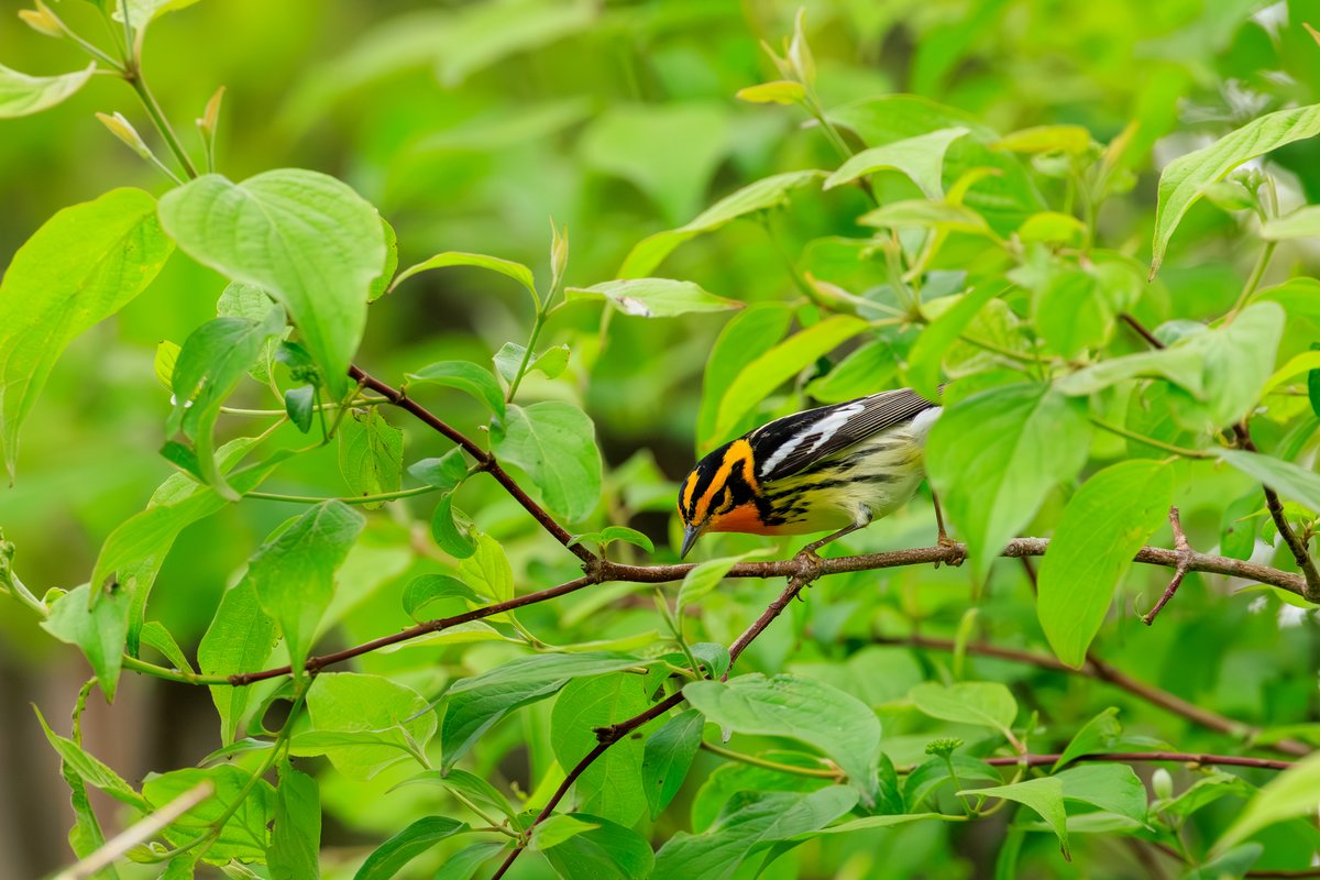 Blackburnian Warbler