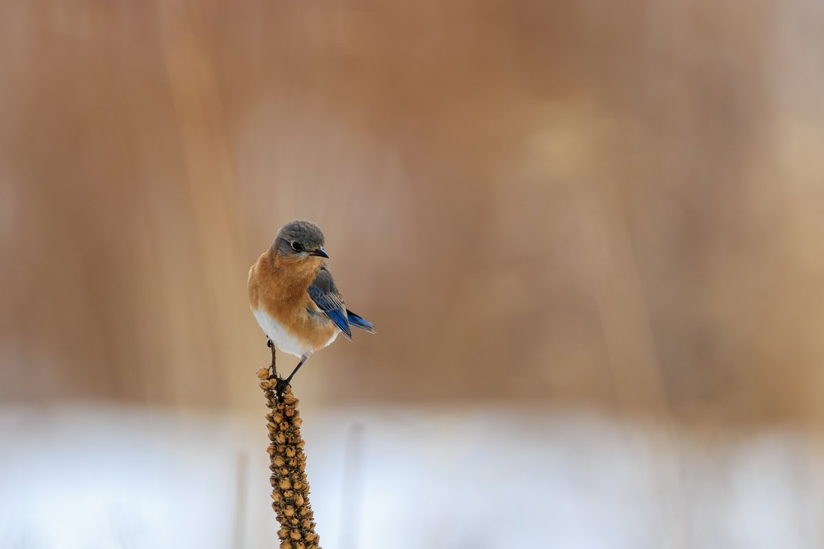 Eastern Bluebird