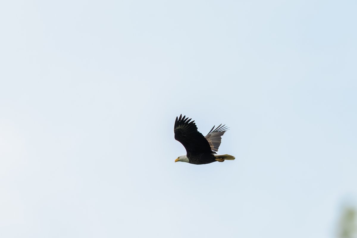 Bald Eagle