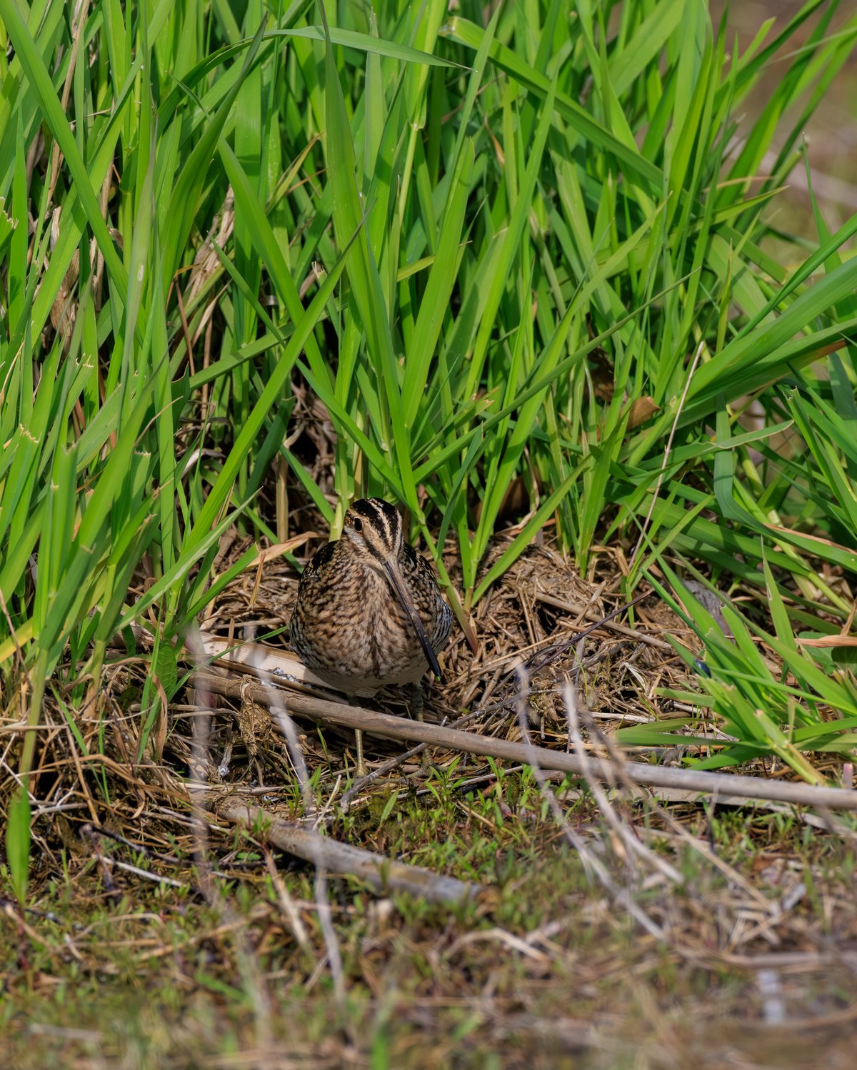 Wilson's Snipe