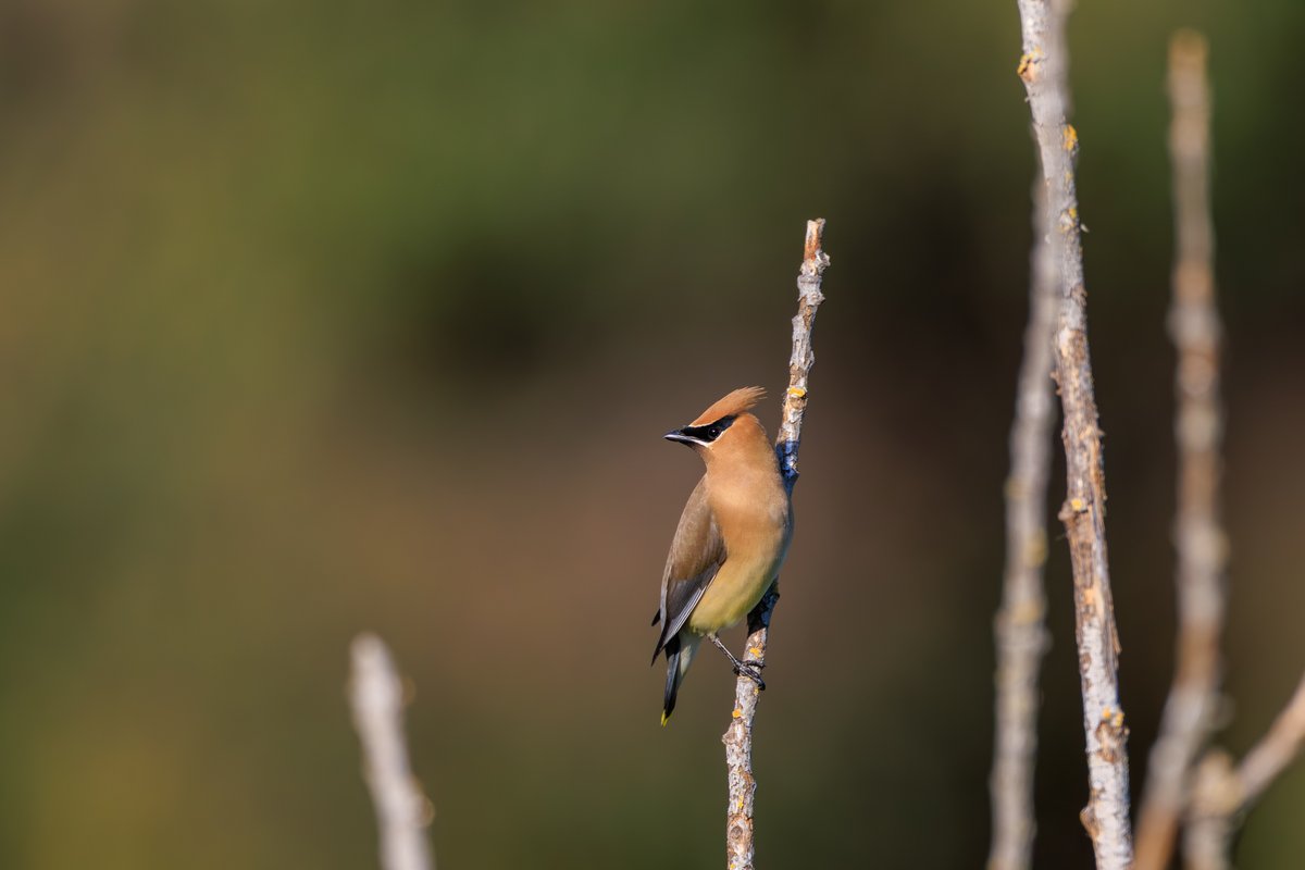 Cedar Waxwing