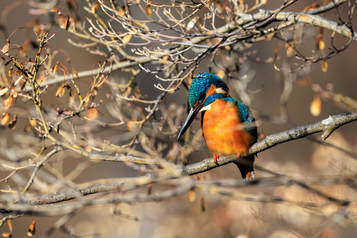 Common Kingfisher
