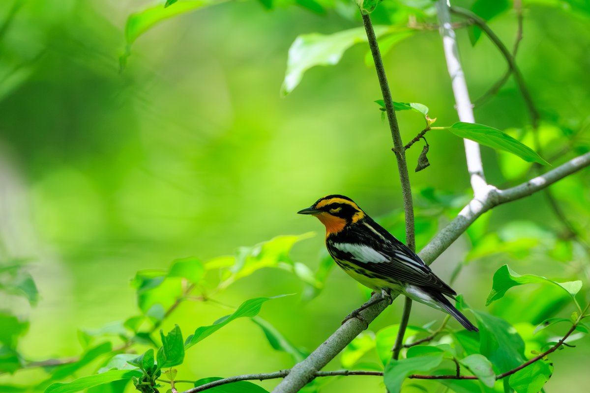 Blackburnian Warbler