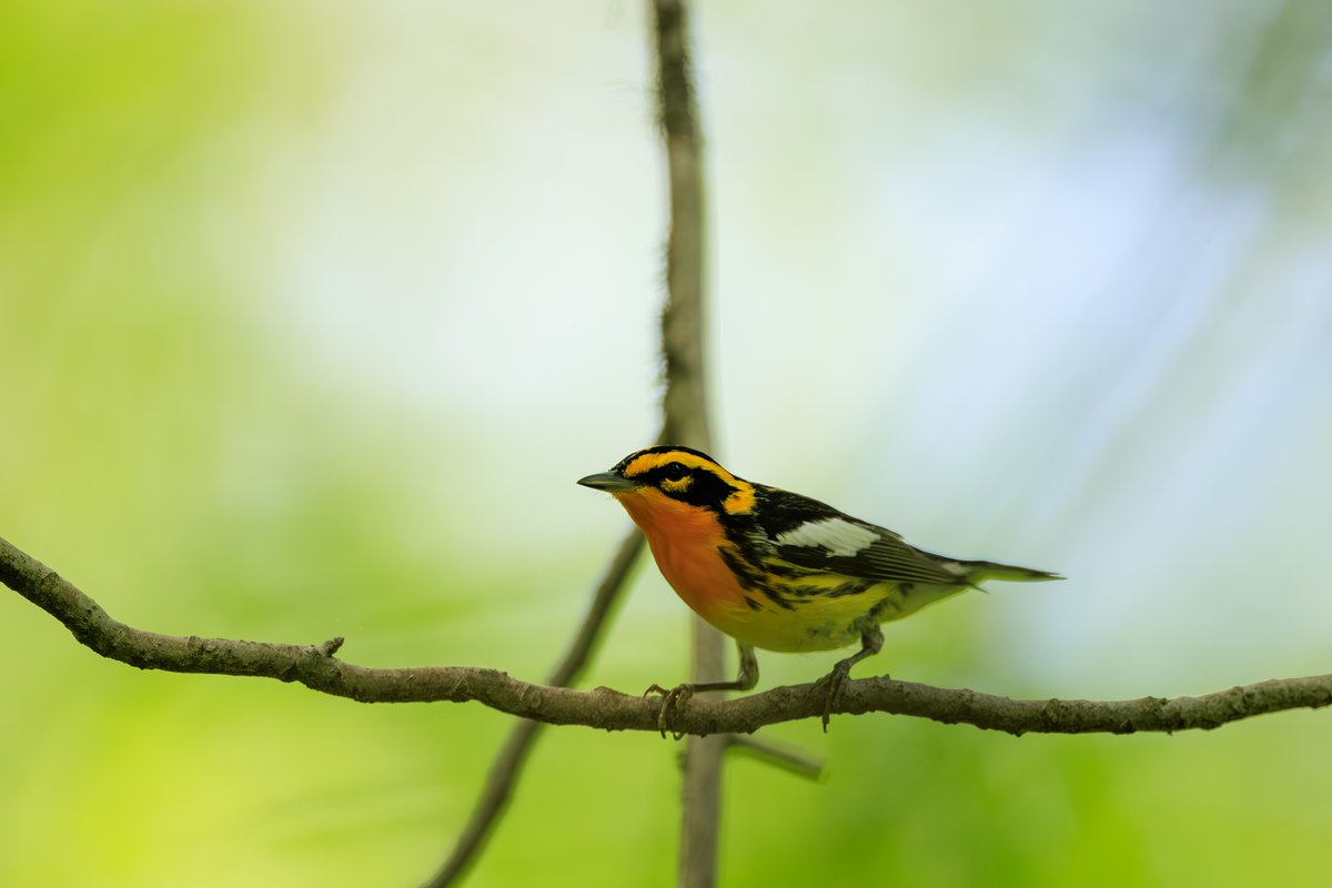 Blackburnian Warbler