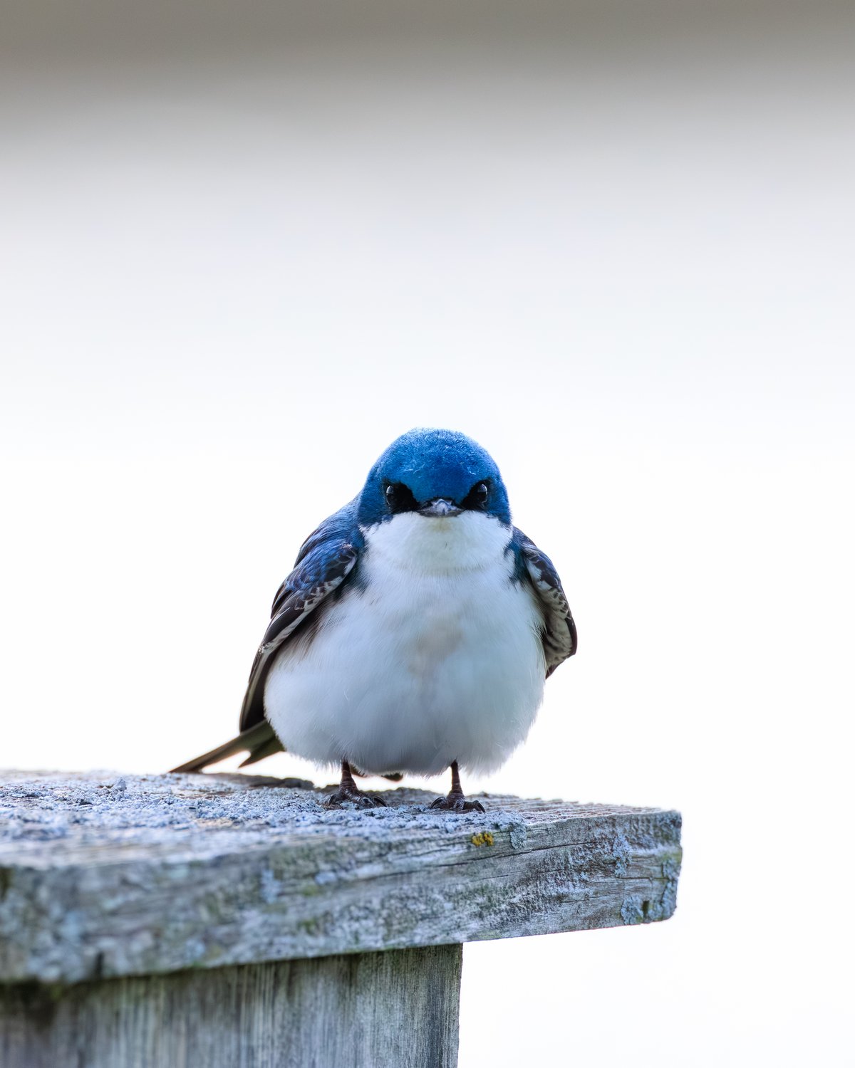 Tree Swallow