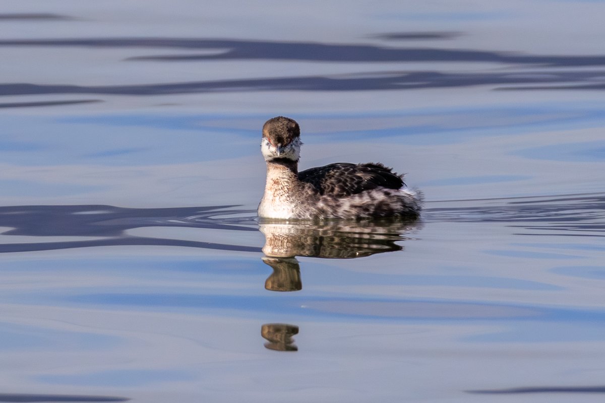 Eared Grebe