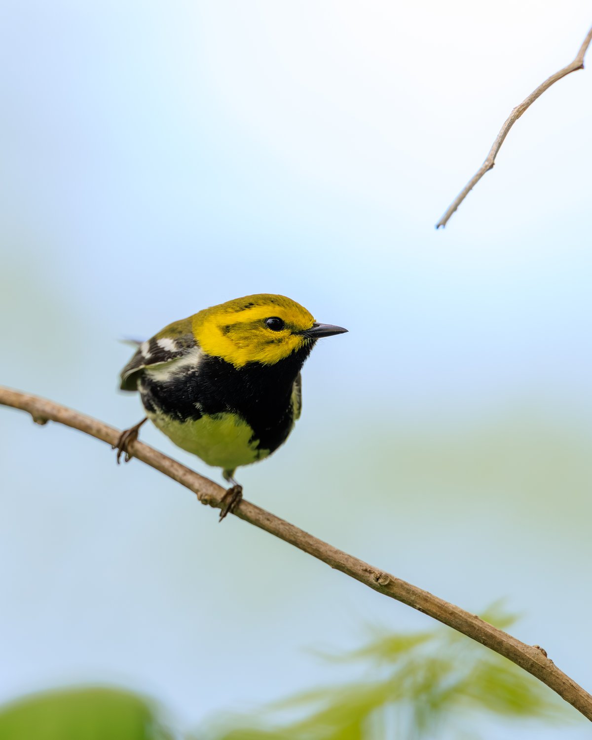 Black-throated Green Warbler
