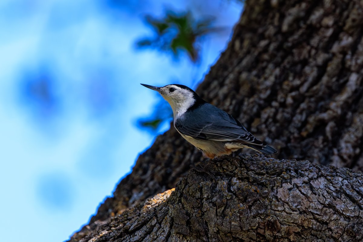 White-breasted Nuthatch