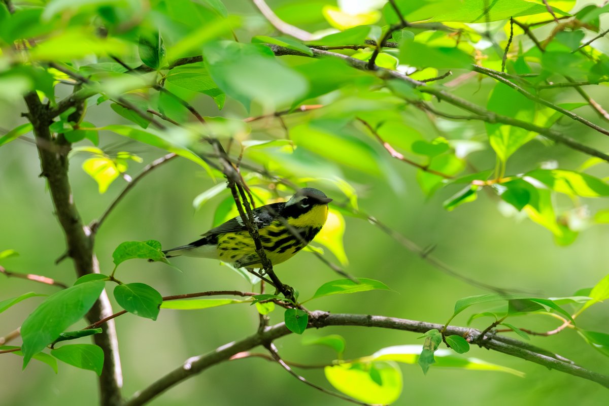Magnolia Warbler