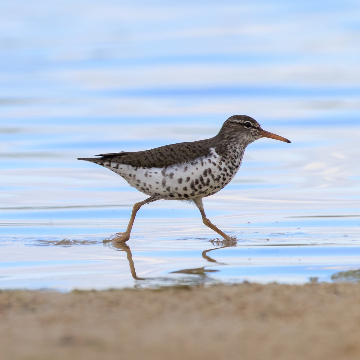 Spotted Sandpiper