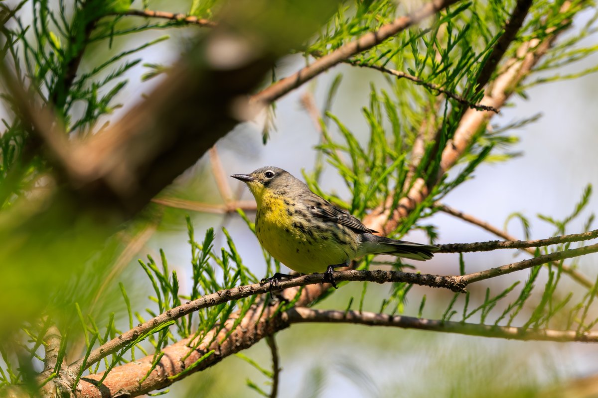 Kirtland's Warbler