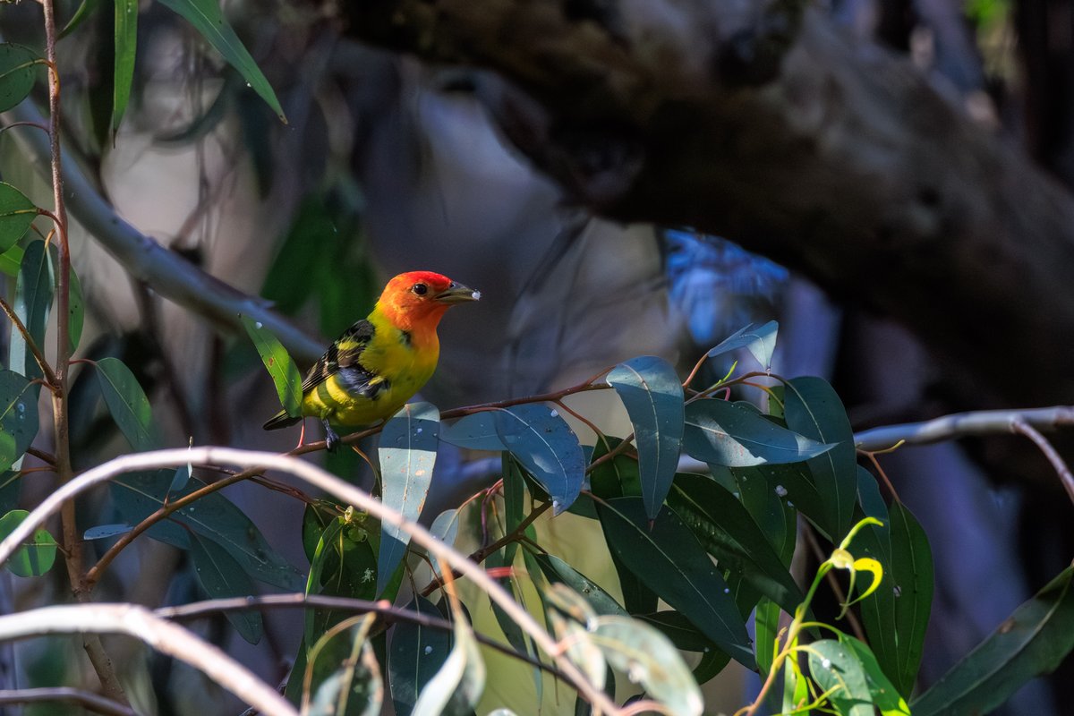 Western Tanager