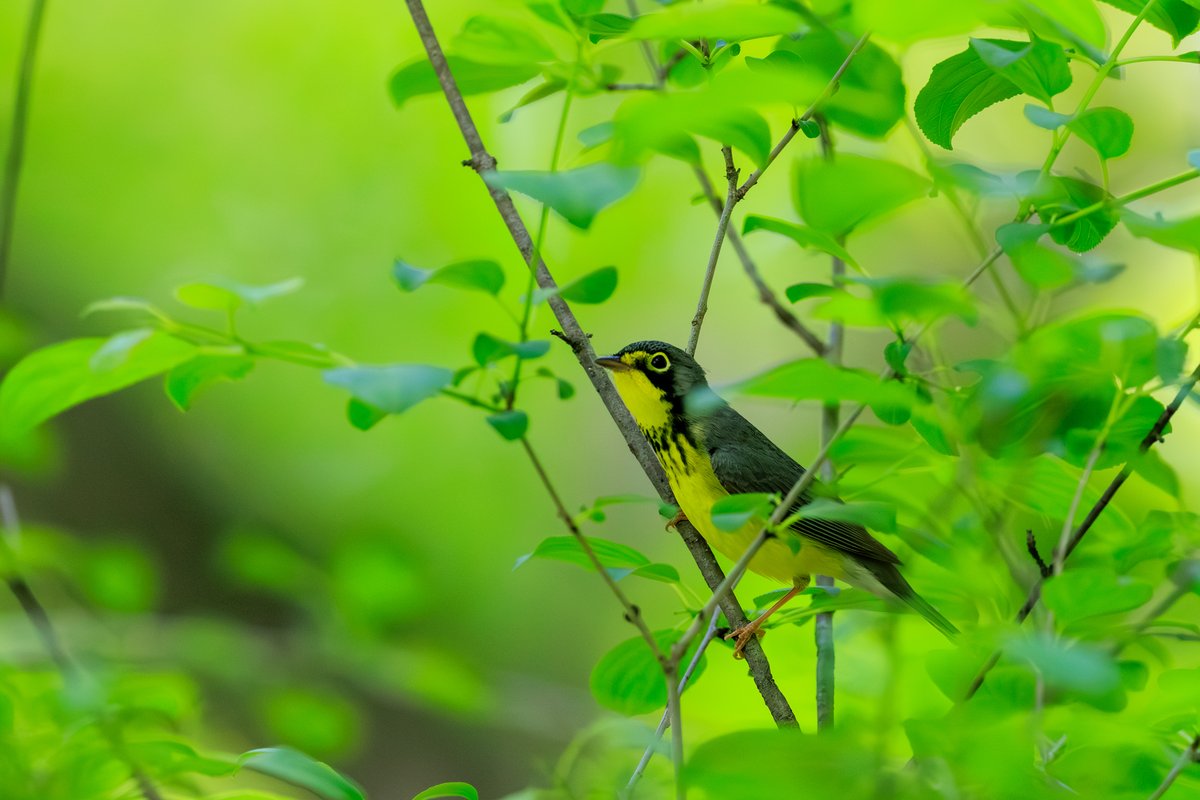 Canada Warbler