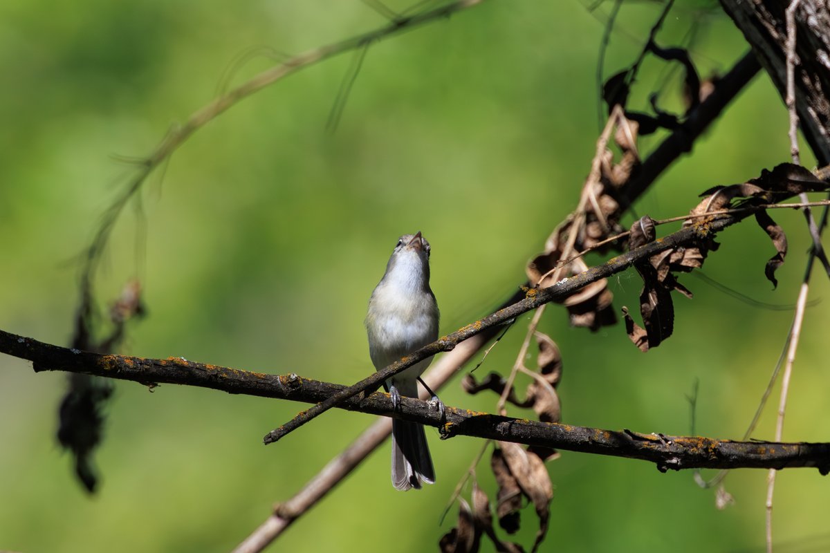 Bell's Vireo