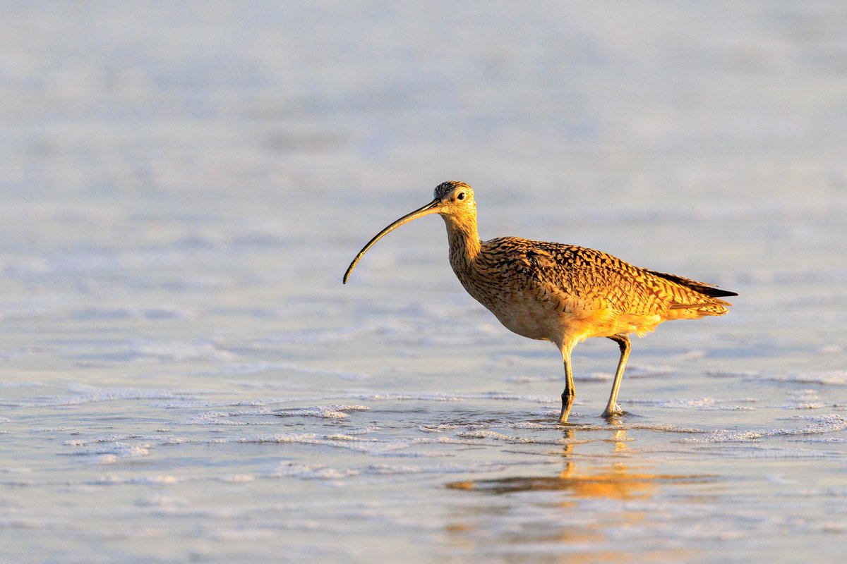 Long-billed Curlew
