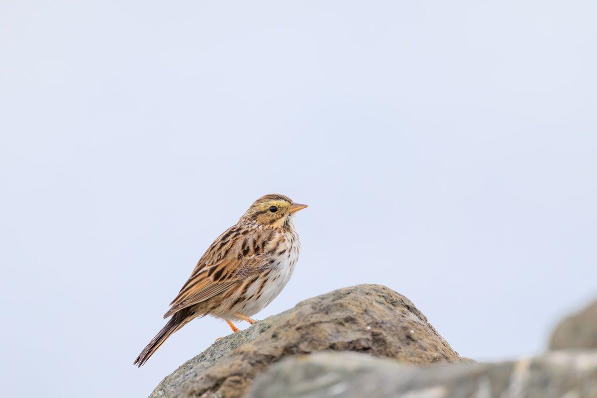 Savannah Sparrow