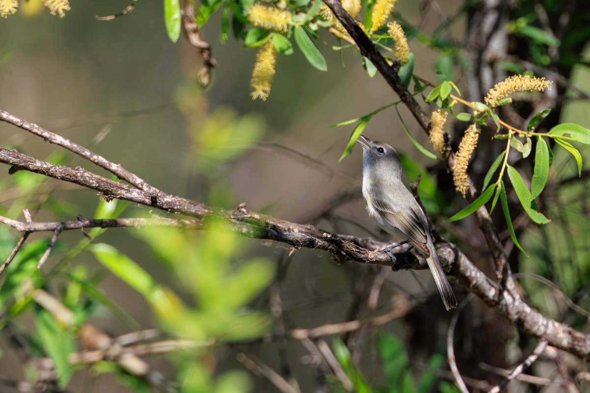 Bell's Vireo