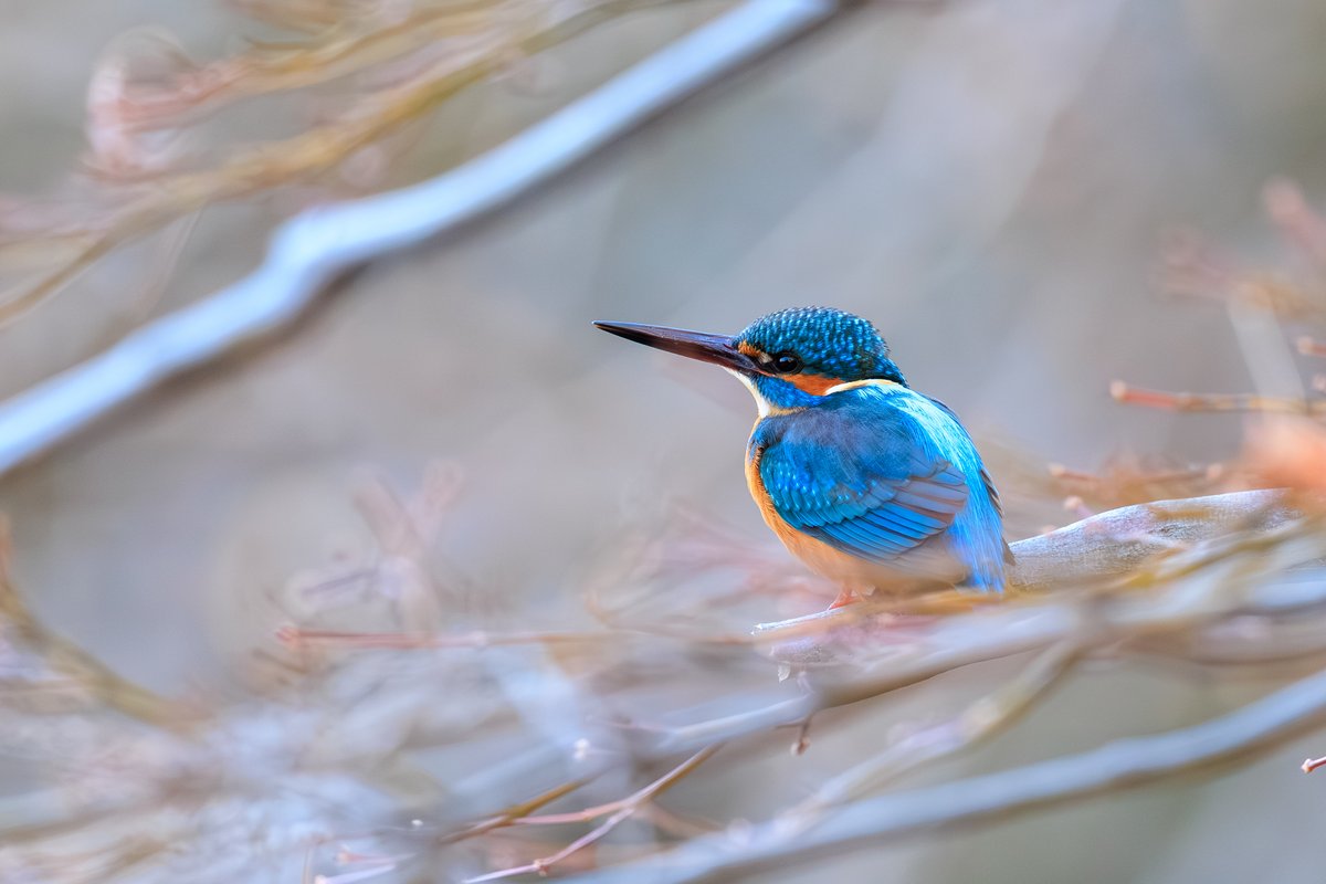Common Kingfisher