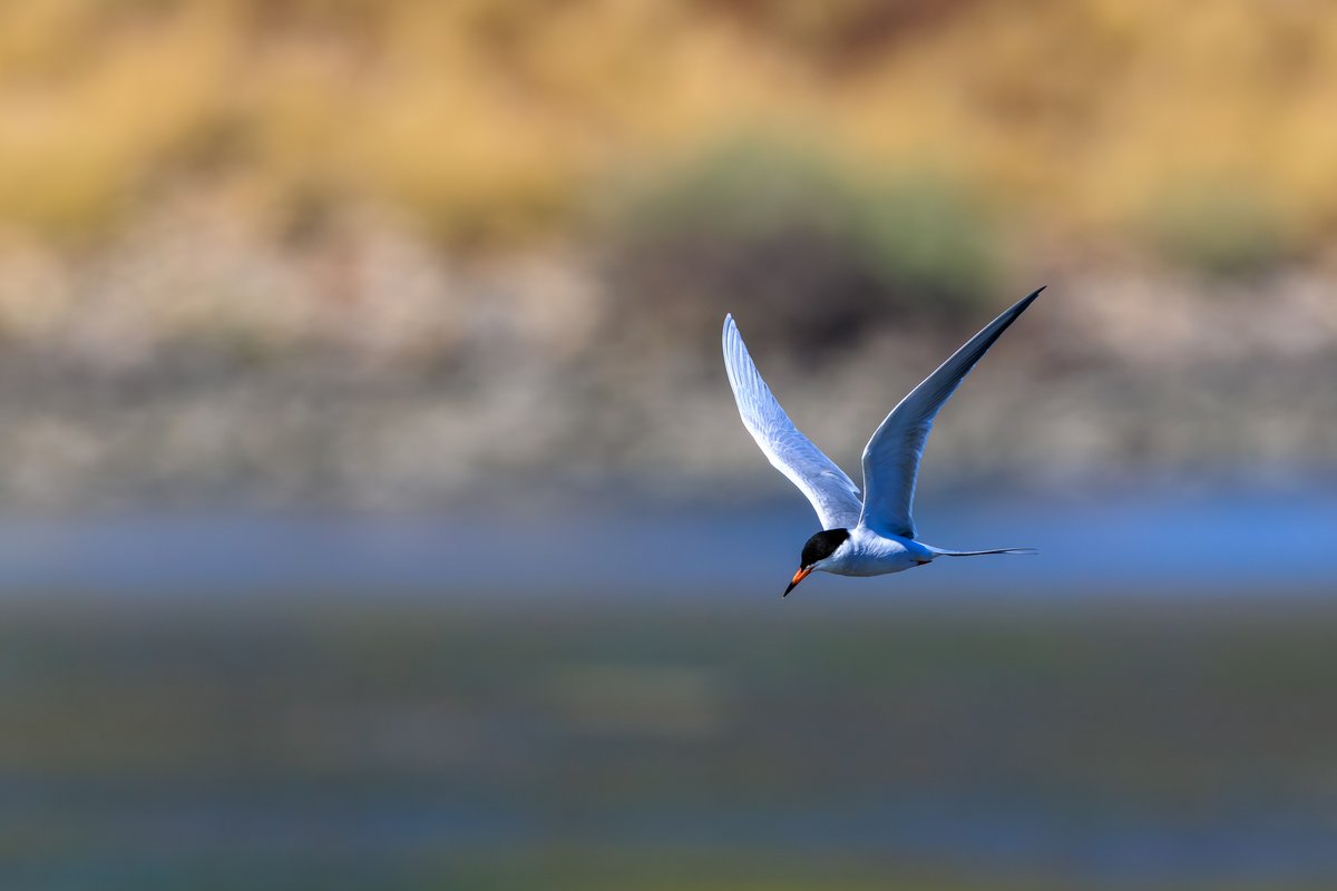 Forster's Tern