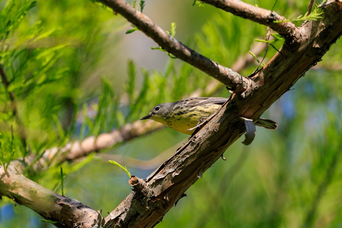 Kirtland's Warbler