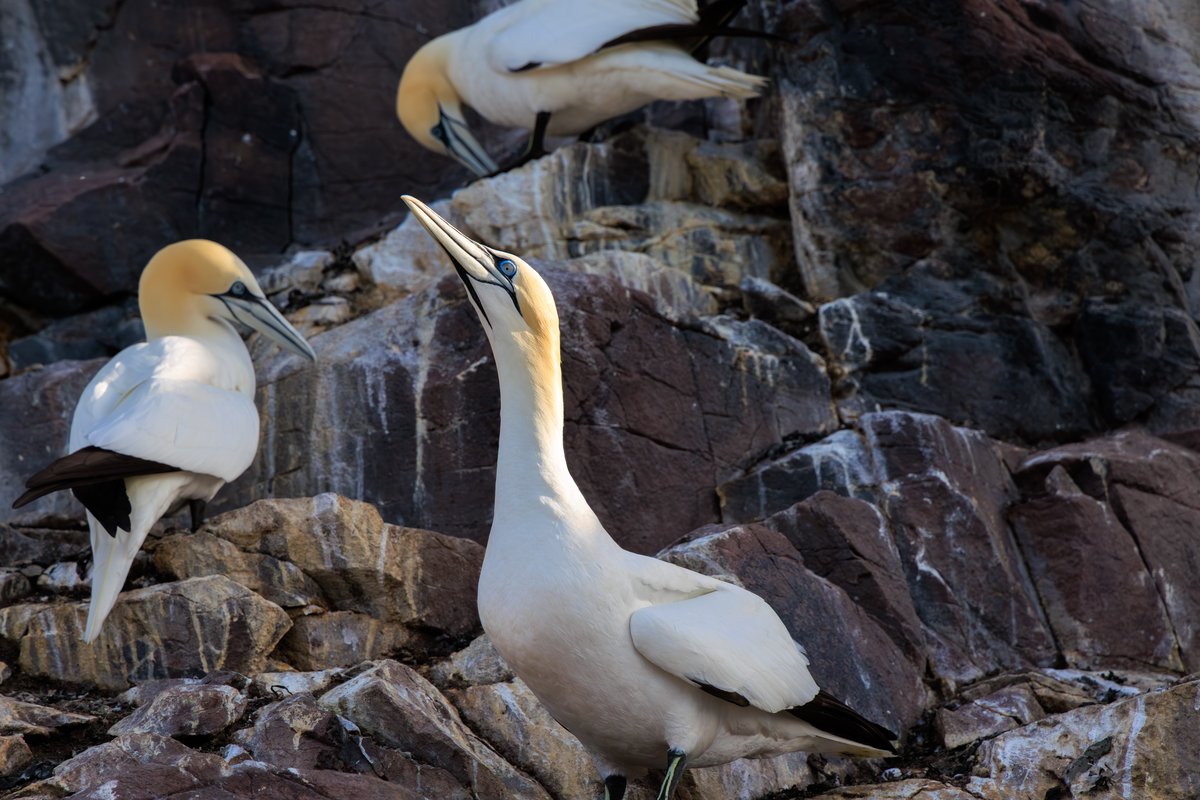 Northern Gannet