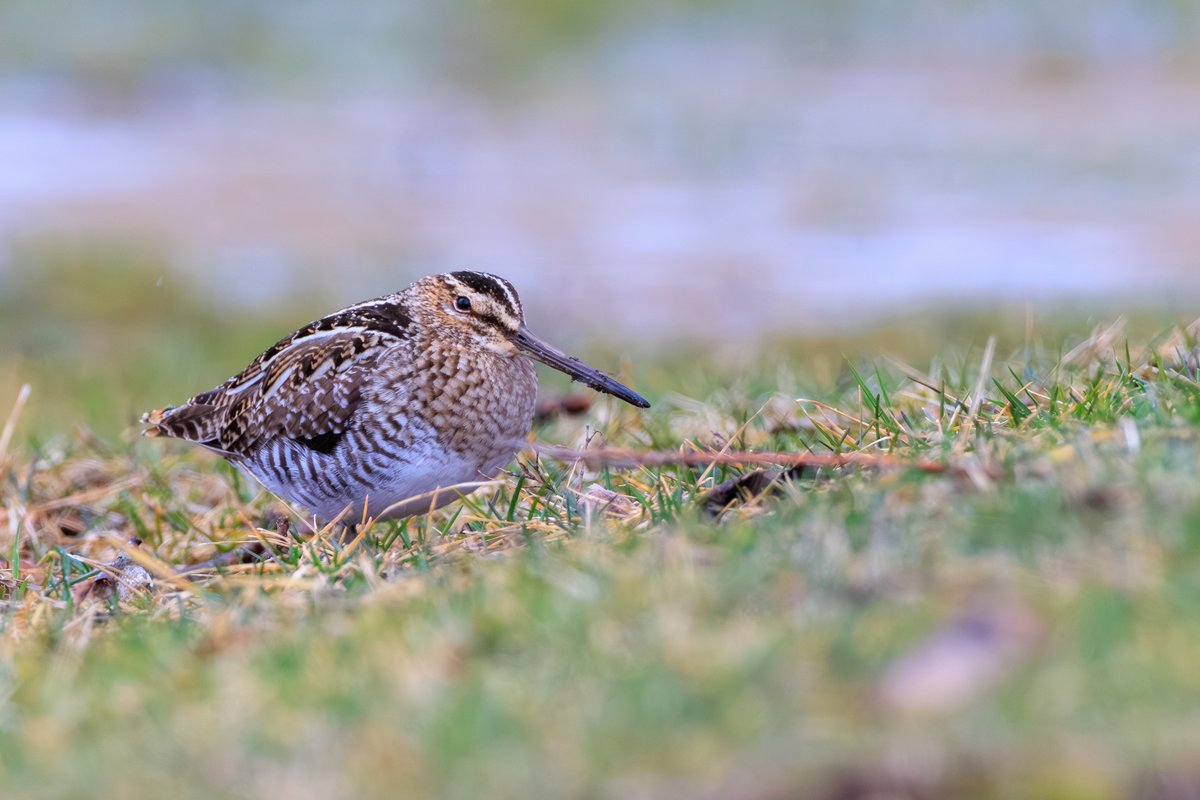 Wilson's Snipe