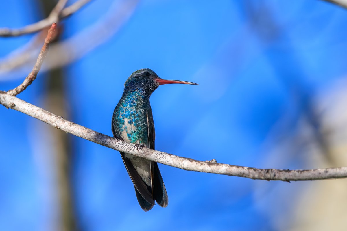 Broad-billed Hummingbird