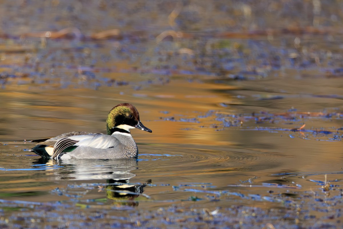 Falcated Duck