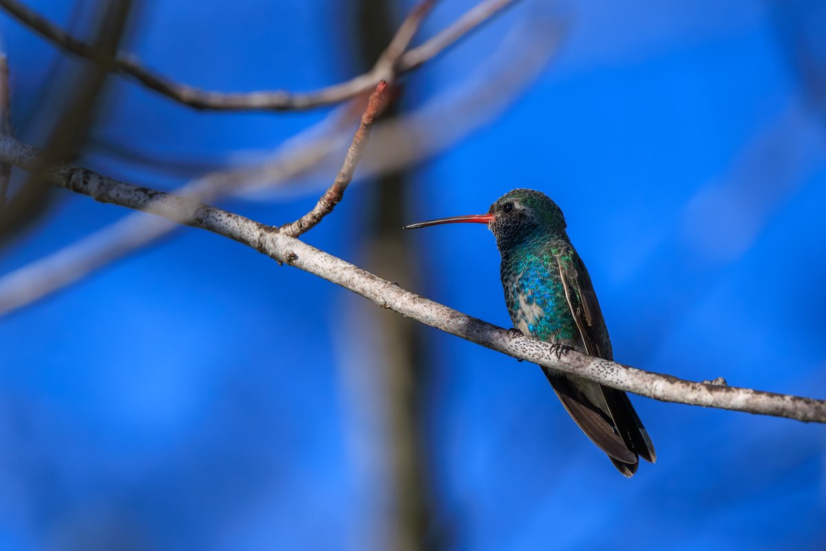 Broad-billed Hummingbird