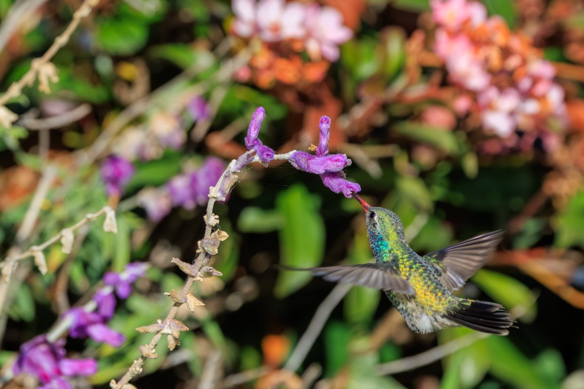 Broad-billed Hummingbird