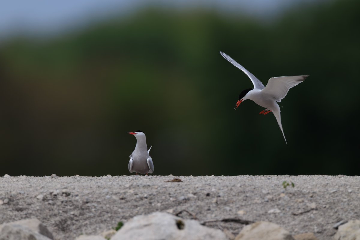 Common Tern