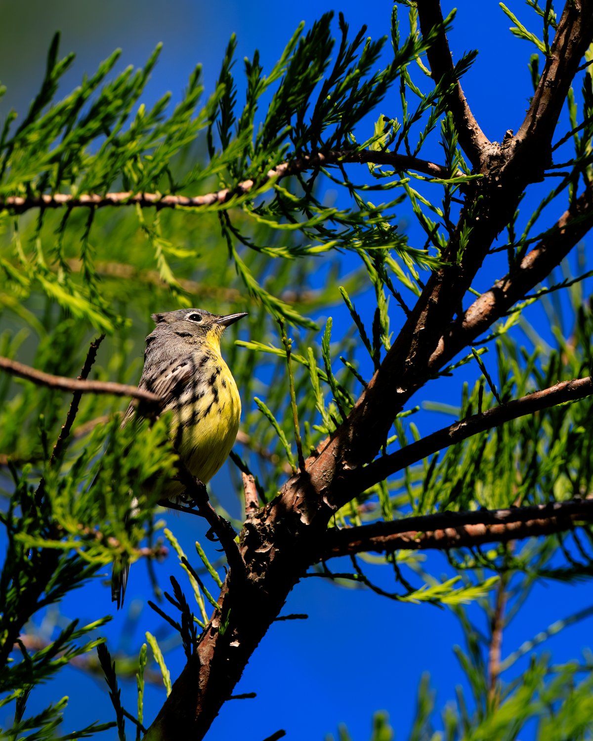 Kirtland's Warbler