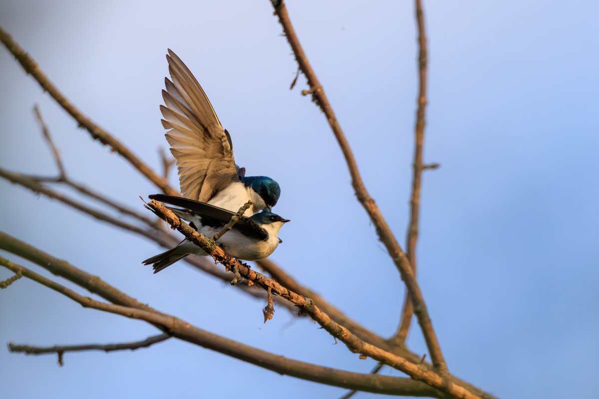 Tree Swallow