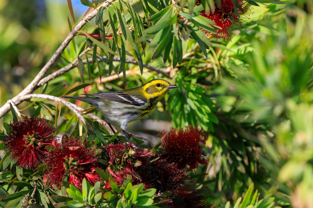 Townsend's Warbler