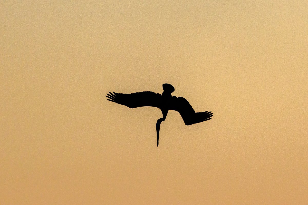Brown Pelican