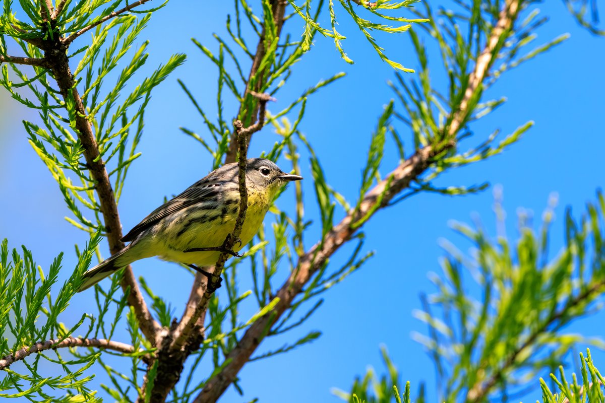 Yellow-rumped Warbler