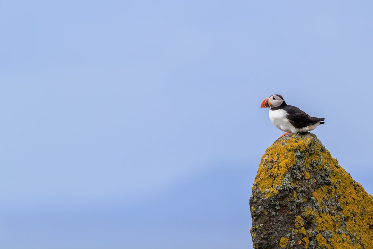 Atlantic Puffin