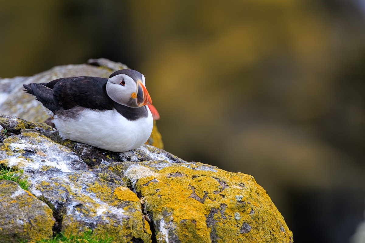 Atlantic Puffin
