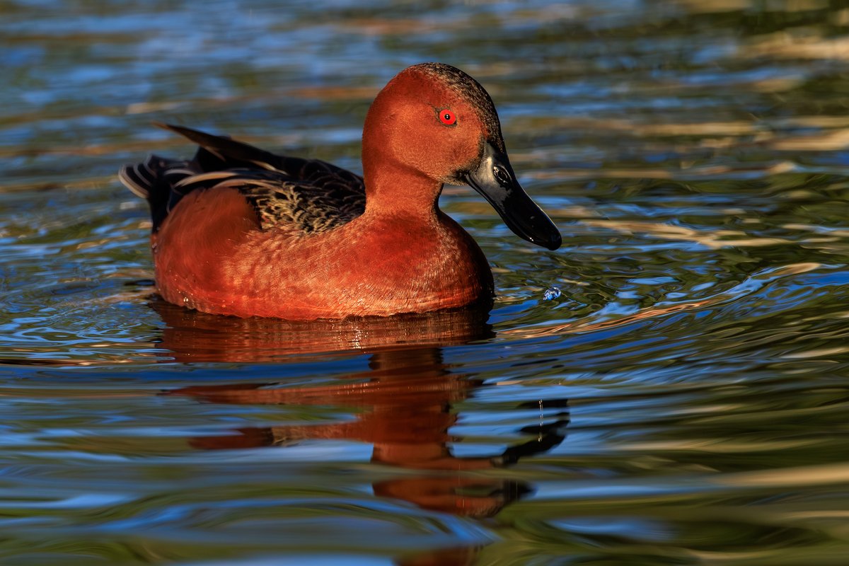 Cinnamon Teal