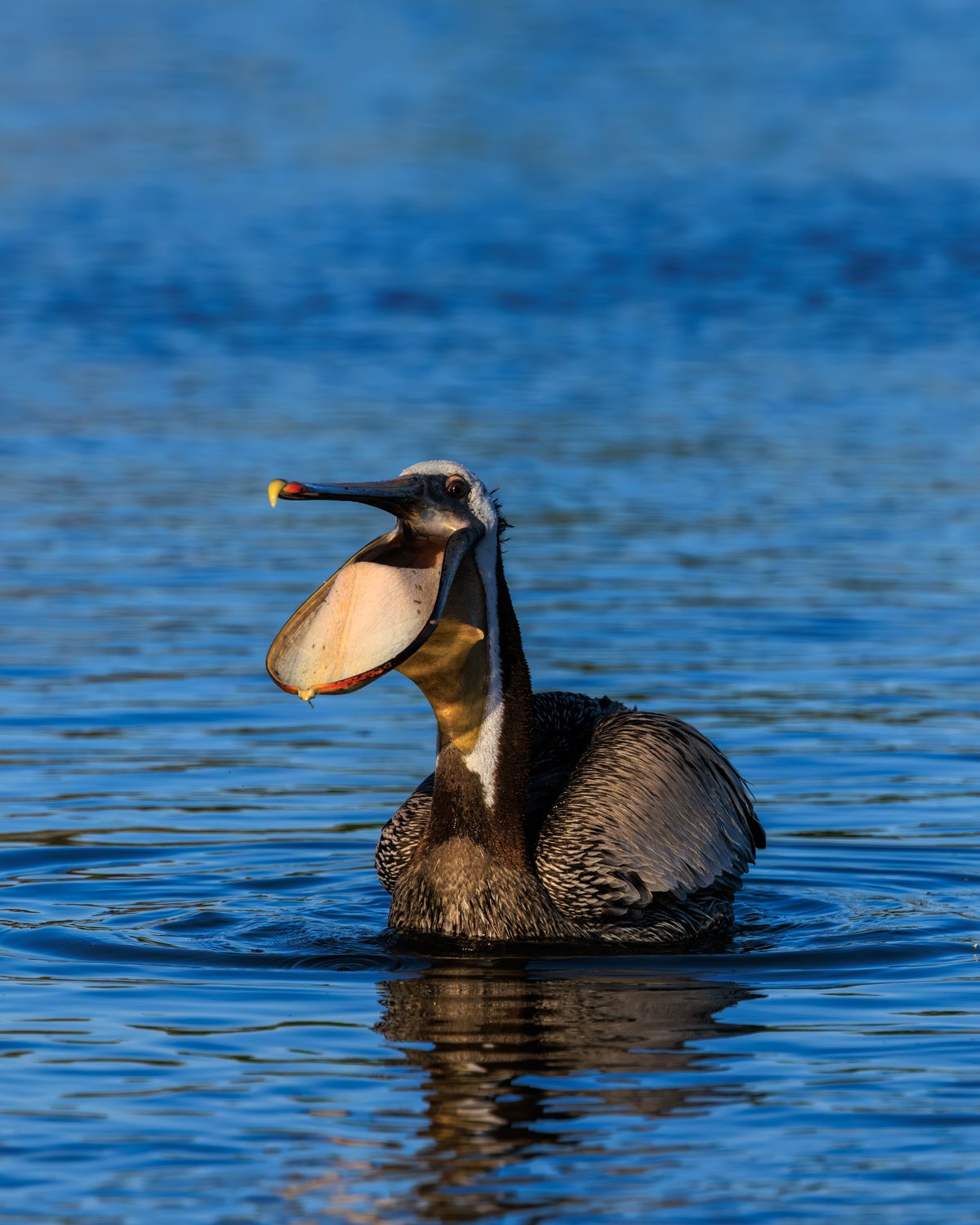 Brown Pelican
