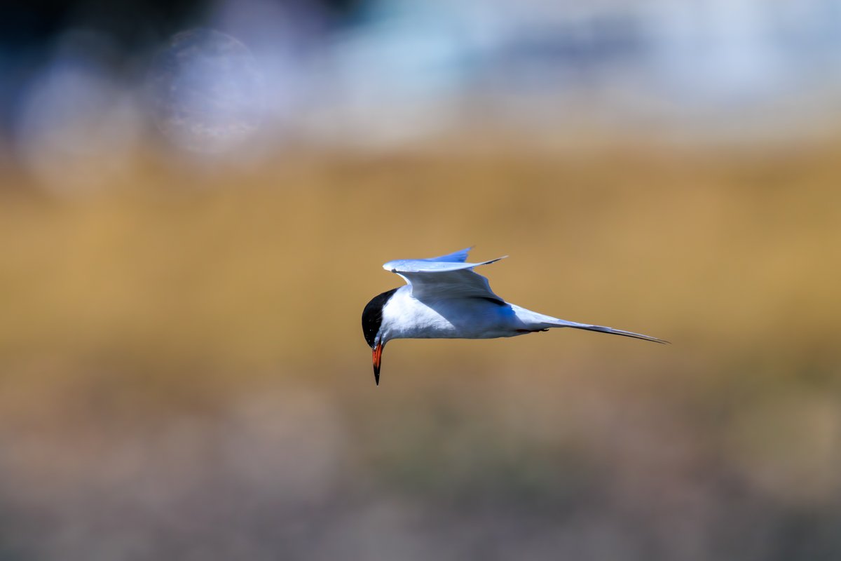 Forster's Tern