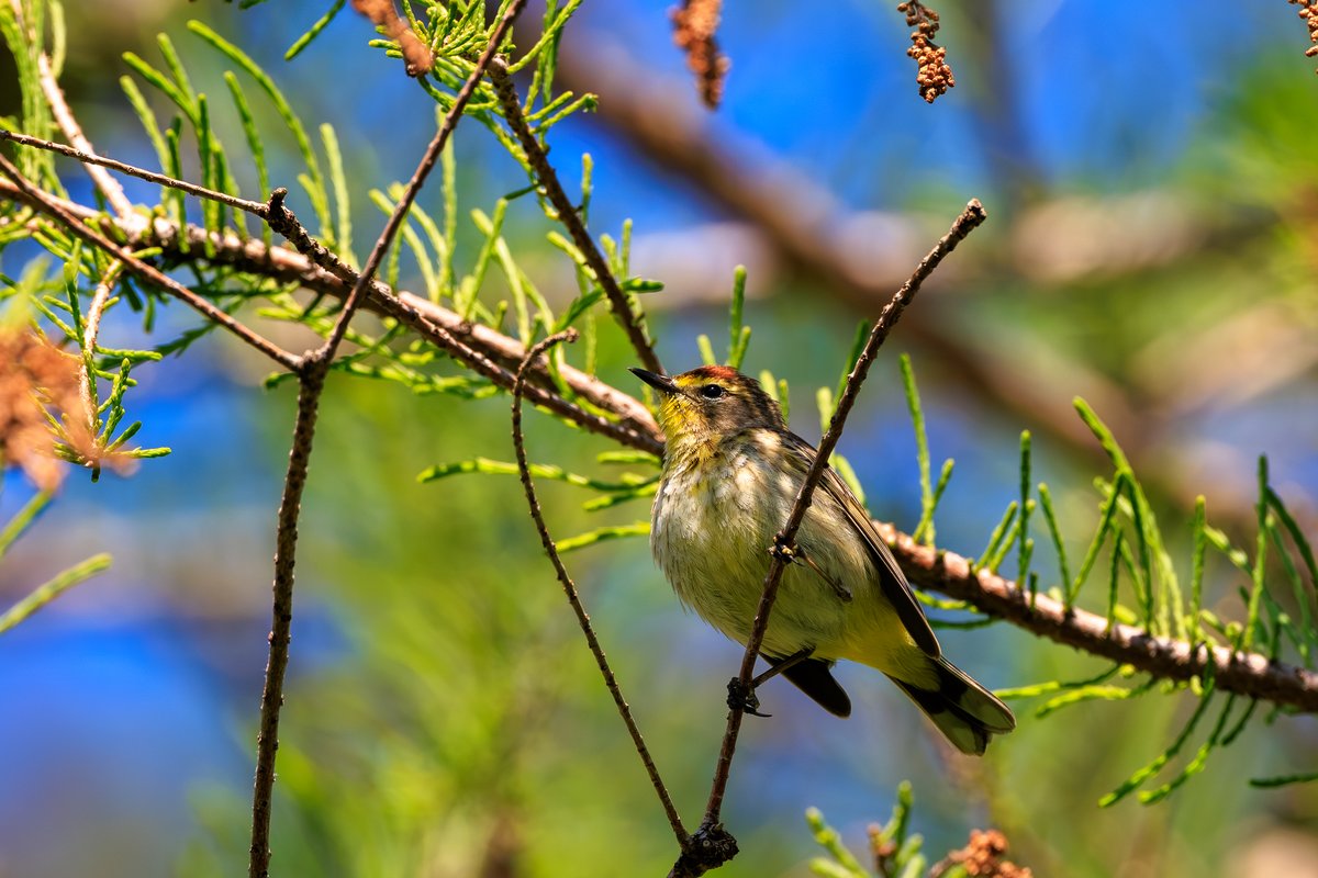 Palm Warbler